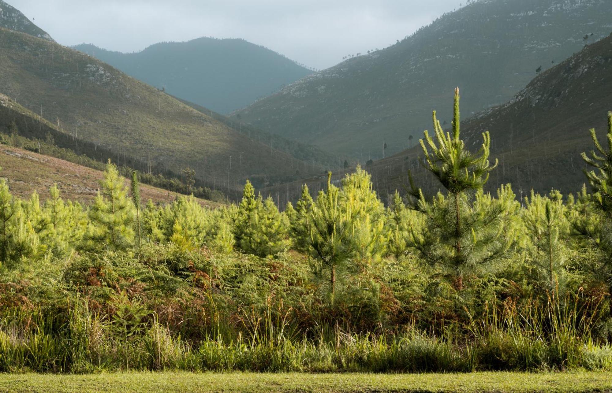 Tsitsikamma Lodge & Spa Стормсривиер Екстериор снимка